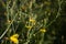 Closeup of a growing hawkweed flower