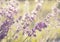 Closeup of growing lavender flowers