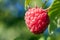 Closeup of growing organic raspberries. Ripe Raspberry in fruit
