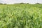 Closeup of growing peas on a Dutch field