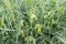 Closeup of growing peas on a Dutch field