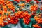 Closeup of growing Pyracantha bright red