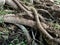 Closeup of the growing roots of the tree covered in small plants