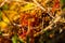 Closeup of the growing  round-leaved sundew plants in the wild