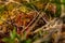 Closeup of the growing  round-leaved sundew plants in the wild