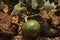 Closeup of growing watermelon fruit