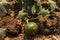 Closeup of growing watermelon fruit