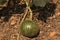 Closeup of growing watermelon fruit