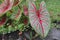 Closeup of the grown colorful and exotic leaves of the Caladium plant in the garden