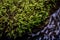 Closeup of grown moss on the surface of a rock