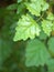 Closeup grren leaf of plant in garden with blurred background ,leaves in nature