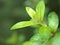 Closeup grren leaf of plant in garden with blurred background ,leaves in nature