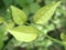 Closeup grren leaf of plant in garden with blurred background ,leaves in nature