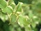 Closeup grren leaf of plant in garden with blurred background ,leaves in nature