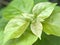 Closeup grren leaf of plant in garden with blurred background ,leaves in nature