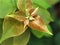 Closeup grren leaf of plant in garden with blurred background ,leaves in nature