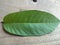 Closeup guava leaf on wood