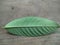 Closeup guava leaf on wood