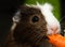 Closeup of a guinea pig nibbling on a bright orange carrot