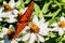 Closeup of a Gulf Fritillary Butterfly in a Sea of White Flowers