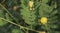 Closeup of gum arabic tree branch. Vachellia nilotica.