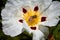 Closeup of a gum rockrose & x28;Cistus ladanifer& x29; against blurred background