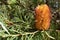 Closeup of a Hairpin Banksia plant