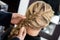 Closeup Of Hairstylist\'s Hands Braiding Client\'s Hair