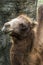 Closeup of a hairy Bactrian camel