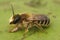 Closeup on a hairy banded mud bee, Chalicodoma ericetorum, sitting on a green leaf