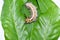 Closeup Hairy caterpillar on the leaf