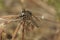 Closeup on a hairy European fan-bristled robberfly , Dysmachus trigonus, with prey