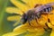 Closeup on a hairy female Banded Mining-bee, Andrena gravida , sitting in a yellow dandelion flower