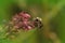 Closeup on a hairy female of the Red Bartsia Blunt horn bee, Meliita tricincta, on it`s host plant, Odontites vulgaris