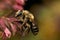 Closeup on a hairy female of the Red Bartsia Blunt horn bee, Meliita tricincta, on it`s host plant, Odontites vulgaris