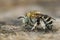 Closeup on a hairy, fluffy blue banded bee, Amegilla albigena sitting on a piece of wood