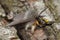 Closeup on a hairy grey colored Muslin moth, Diaphora mendica, sitting on wood