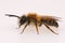 Closeup on a hairy male Banded Mining bee, Andrena gravida on a white background