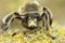 Closeup on a hairy male hairy-footed flower bee, Anthophora plumipes sitting on wood