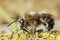 Closeup on a hairy male hairy-footed flower bee, Anthophora plumipes sitting on wood