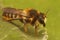 Closeup on a hairy Mediterranean female leafcutter bee, Megachile pyrenaica , sitting on a green leaf