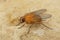 Closeup on a hairy, orange muscid fluPhaonia pallida sitting on stone