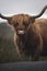 Closeup of hairy Scottish Highland Cattle