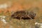 Closeup on a hairy, spooky microscopic springtail, Orchesella villosa in the garden