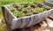 Closeup Half Barrel Filled With Strawberry Plants