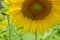 Closeup half of bright beautiful yellow happy sunflower showing pollen pattern, soft petal, bee with blurred green field