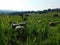 Closeup of Hampshire sheep eating Babala plants in a plantation