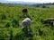 Closeup of Hampshire sheep and a Llama eating Babala plants in a plantation