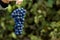 Closeup of a hand with blue ripe grapes. Fresh blue bunches of grapes. The concept of winemaking, wine, vegetable garden, cottage