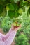 Closeup of the hand of a child tearing an apple from a branch